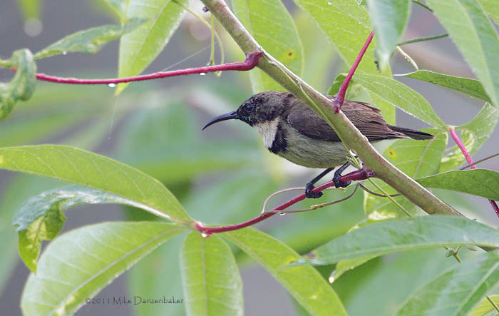 Buff-throated Sunbird (Chalcomitra adelberti) photo