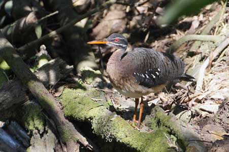 Sunbittern (Eurypyga helias) photo image