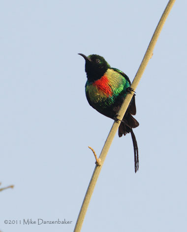 Beautiful Sunbird (Cinnyris pulchellus) photo