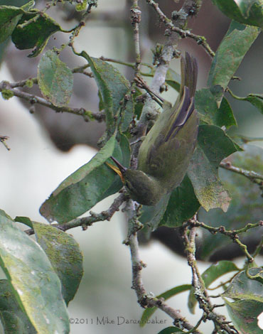 Fraser's Sunbird (Deleornis fraseri) photo