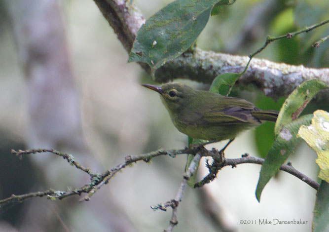 Fraser's Sunbird (Deleornis fraseri) photo