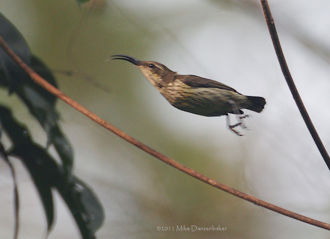 Johanna's Sunbird (Cinnyris johannae) photo