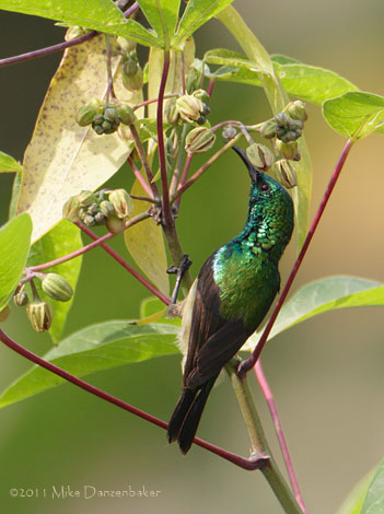Olive-backed Sunbird (Cinnyris jugularis) photo