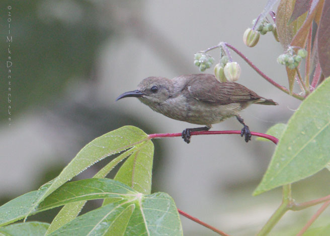 Olive Sunbird (Cyanomitra olivacea) photo image