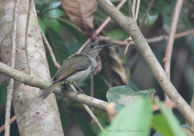 Olive Sunbird (Cyanomitra olivacea) photo image