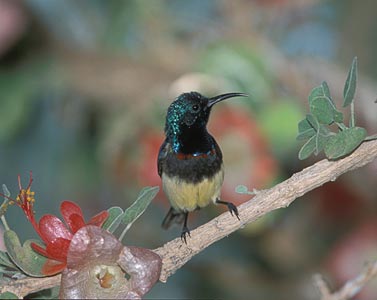 Souimanga Sunbird (Cinnyris sovimanga) photo image
