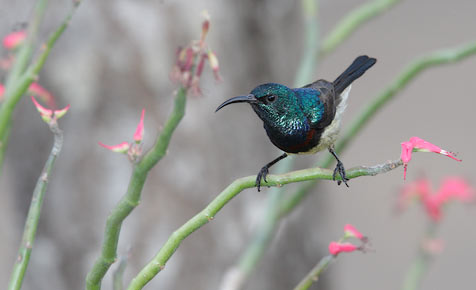 Souimanga Sunbird (Cinnyris sovimanga) photo