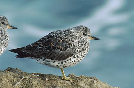 Surfbird (Aphriza virgata) photo image