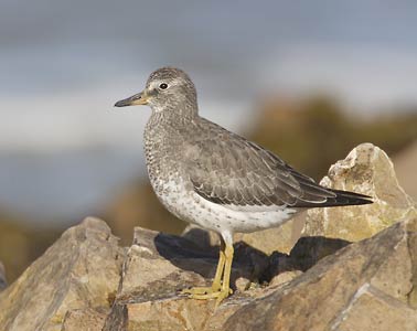 Surfbird (Aphriza virgata) photo image