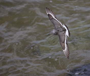 Surfbird (Aphriza virgata) photo image