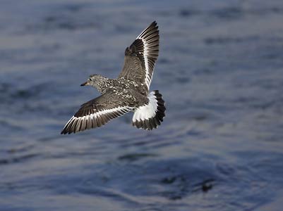 Surfbird (Aphriza virgata) photo image