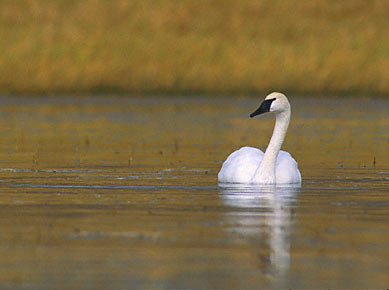 Trumpeter Swan (Cygnus buccinator) photo image
