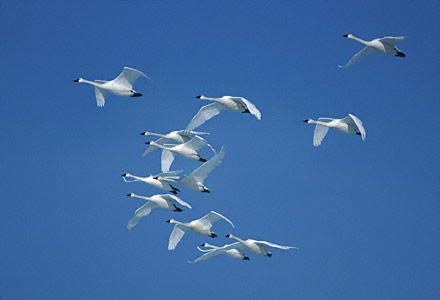 Tundra Swan (Cygnus columbianus) photo image
