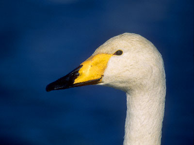 Whooper Swan (Cygnus cygnus) photo image