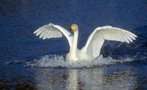 Whooper Swan (Cygnus cygnus) photo image