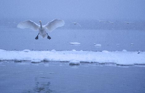 Whooper Swan (Cygnus cygnus) photo