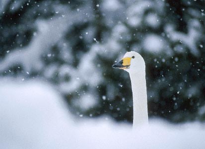 Whooper Swan (Cygnus cygnus) photo image