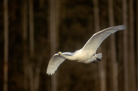 Whooper Swan (Cygnus cygnus) photo image