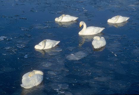 Whooper Swan (Cygnus cygnus) photo