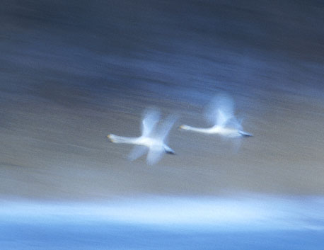 Whooper Swan (Cygnus cygnus) photo
