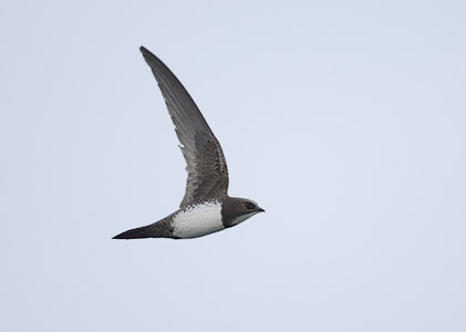 Alpine Swift (Tachymarptis melba) photo image