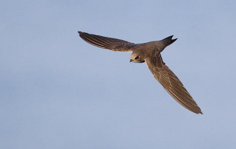 Alpine Swift (Tachymarptis melba) photo image