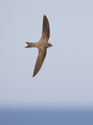 Alpine Swift (Tachymarptis melba) photo image