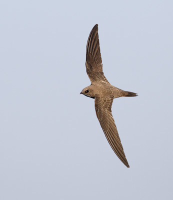 Alpine Swift (Tachymarptis melba) photo image