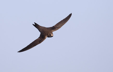 Alpine Swift (Tachymarptis melba) photo image