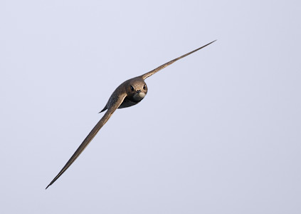 Alpine Swift (Tachymarptis melba) photo image
