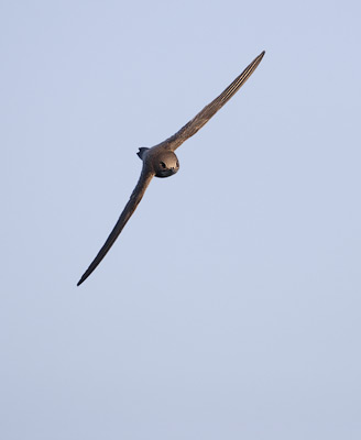 Alpine Swift (Tachymarptis melba) photo image