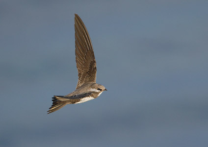 Alpine Swift (Tachymarptis melba) photo image