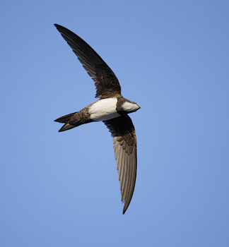 Alpine Swift (Tachymarptis melba) photo image
