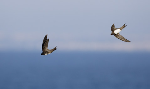 Alpine Swift (Tachymarptis melba) photo image