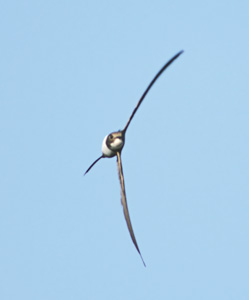 Alpine Swift (Tachymarptis melba) photo image
