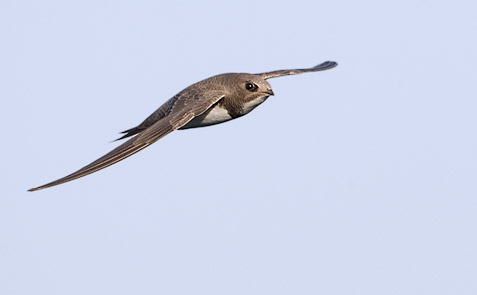 Alpine Swift (Apus melba) photo