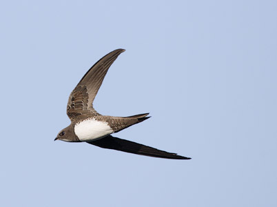 Alpine Swift (Tachymarptis melba) photo image