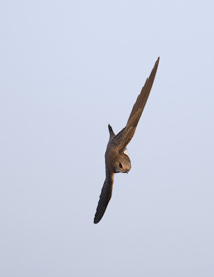 Alpine Swift (Tachymarptis melba) photo image