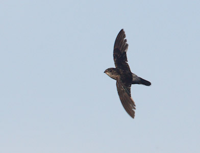 Band-rumped Swift (Chaetura spinicauda) photo