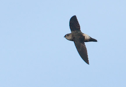 Band-rumped Swift (Chaetura spinicauda) photo