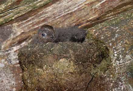 Chestnut-collared Swift (Streptoprocne rutila) photo image