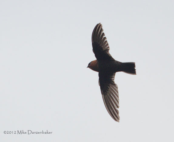 Chestnut-collared Swift (Streptoprocne rutila) photo