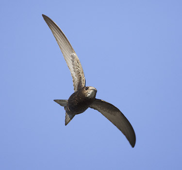 Common Swift (Apus apus) photo