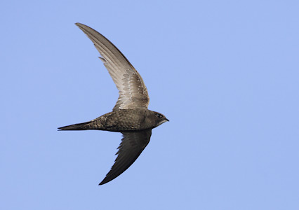Common Swift (Apus apus) photo image