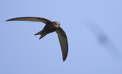 Common Swift (Apus apus) photo image