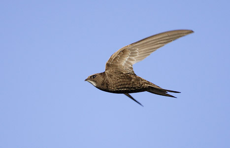 Common Swift (Apus apus) photo image