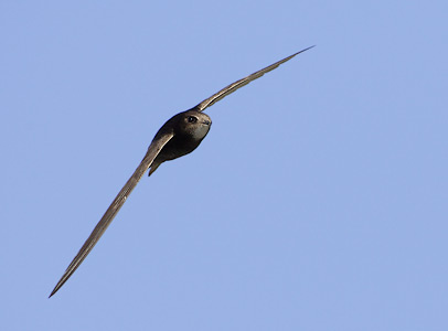 Common Swift (Apus apus) photo image