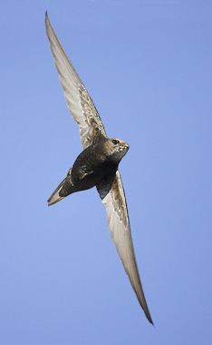 Common Swift (Apus apus) photo image