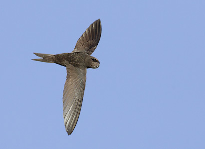 Common Swift (Apus apus) photo image