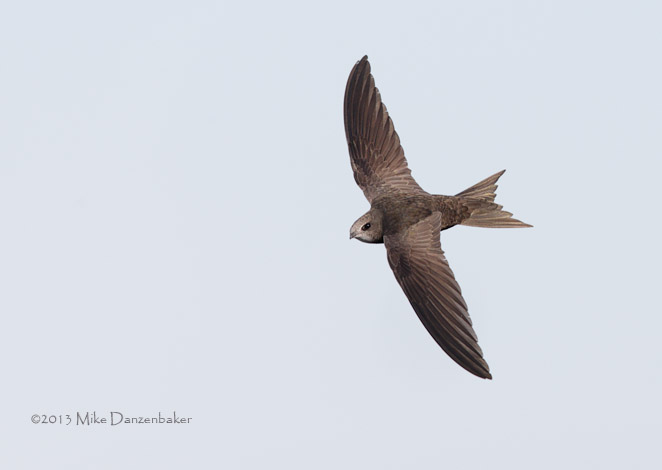 Common Swift (Apus apus) photo